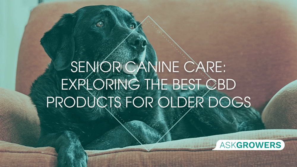 Best CBD for Senior Dogs Promoting Wellness and Vitality in Aging Pets